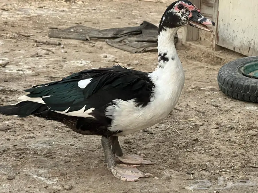 ذكور بط مصري حي او مذبوح 1