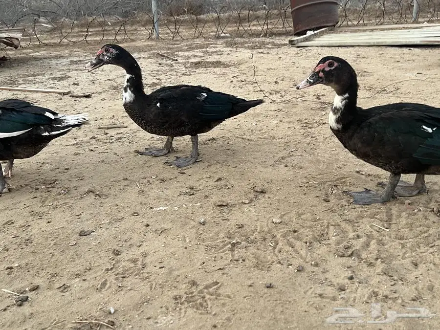 ذكور بط مصري حي او مذبوح 3
