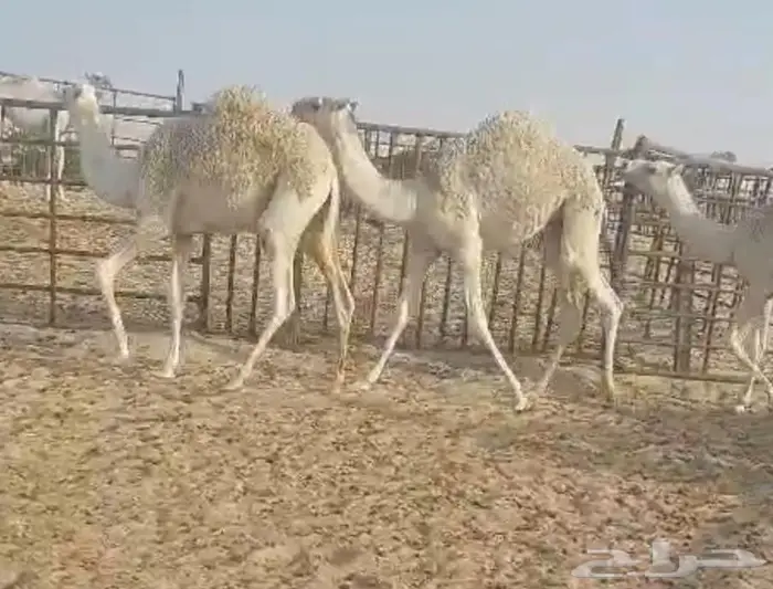 عدد 6 قعدان 1
