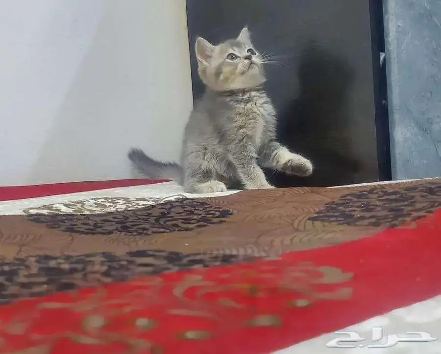كيتن سكوتش ستريت 1