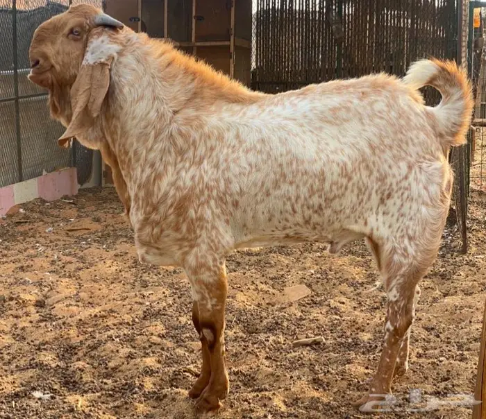 للبيع اربعه روس معزه مع فحل كشميري 1