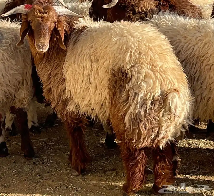 ذبايح نعيمي جبر و هرفي مع التوصيل والسلخ 2