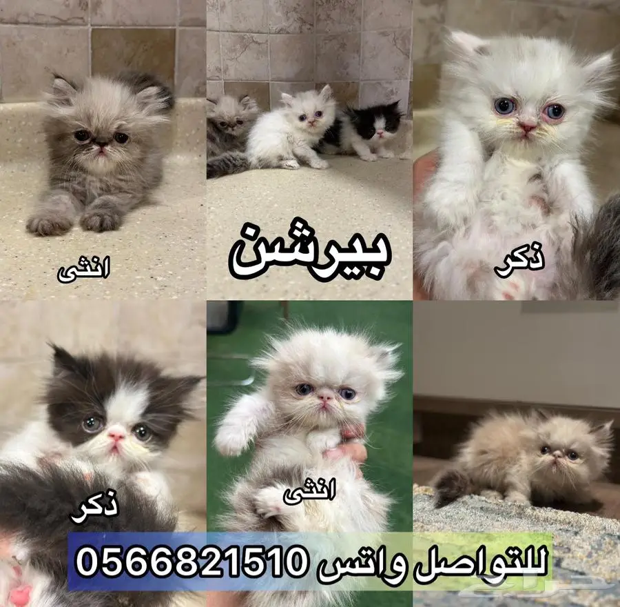 قطط بيرشن بسعر خاص جدا 5
