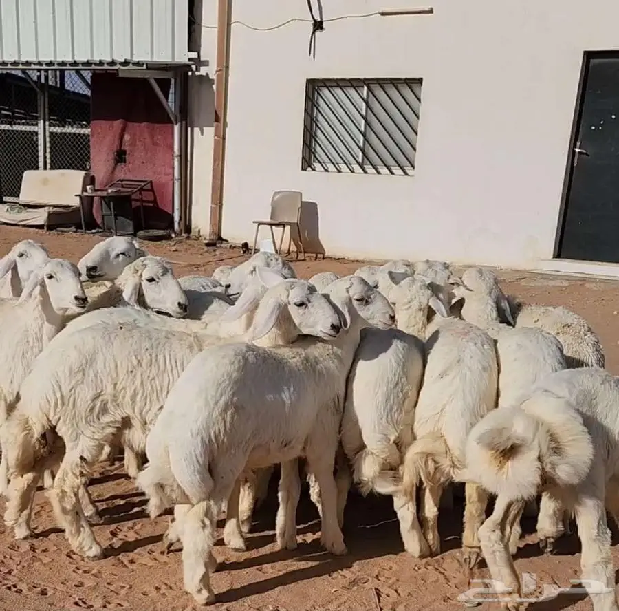 غنم نجد وهرافي حريات 8