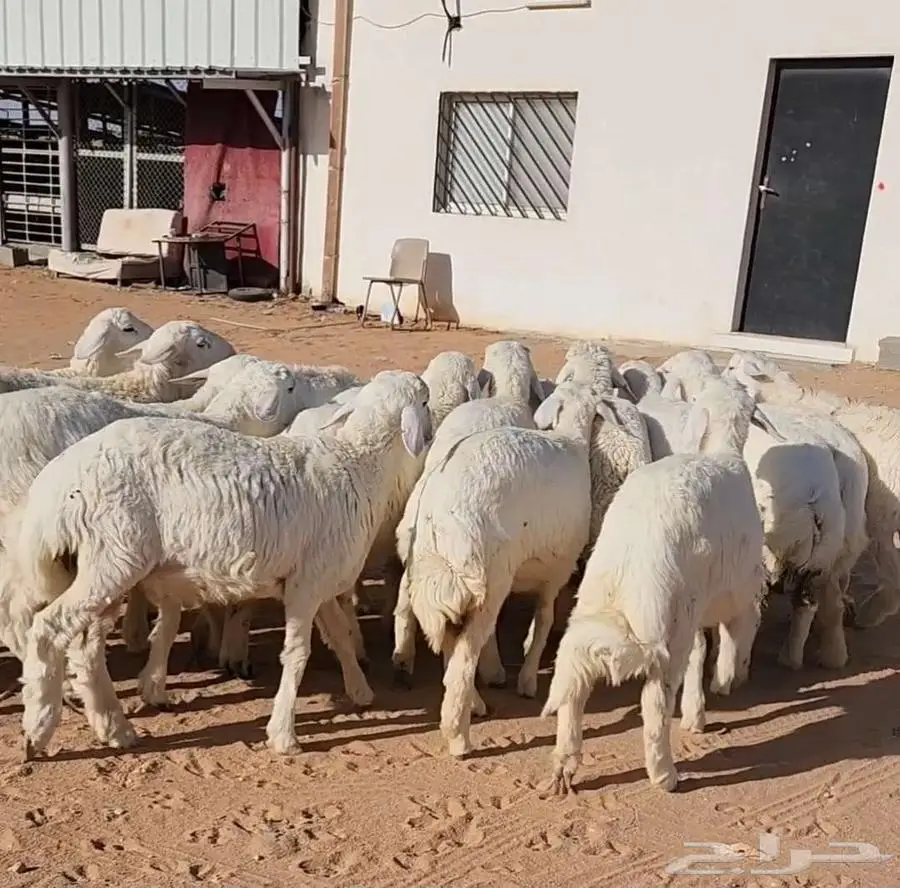 غنم نجد وهرافي حريات 7