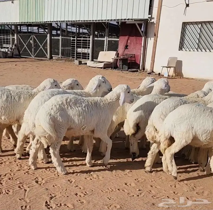 غنم نجد وهرافي حريات 6