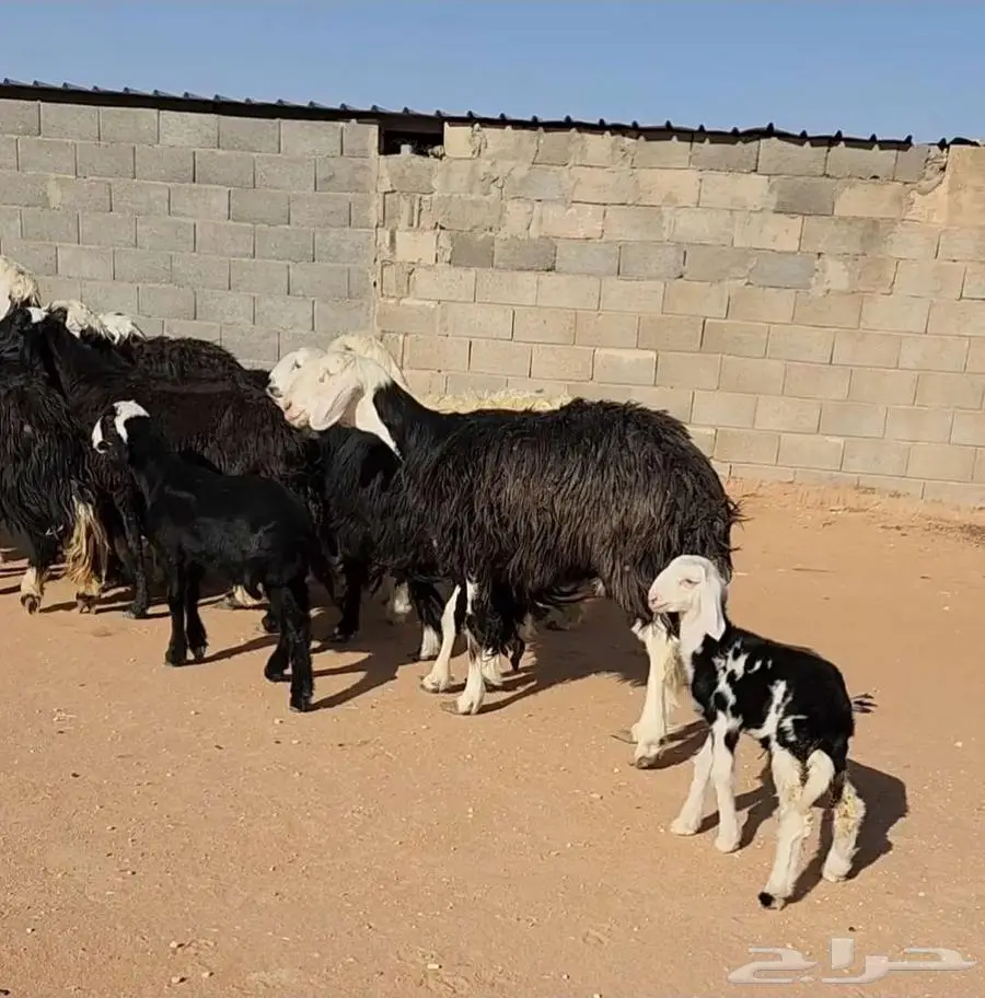 غنم نجد وهرافي حريات 1
