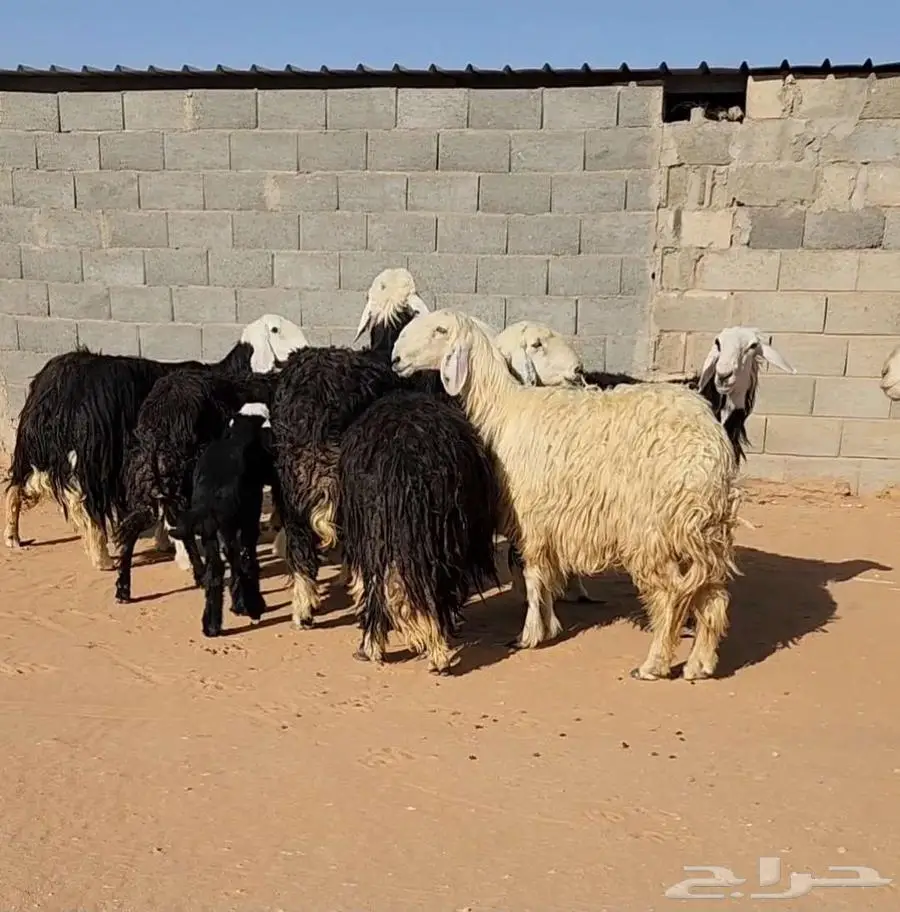 غنم نجد وهرافي حريات 2