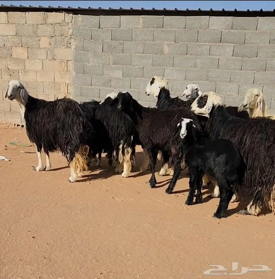 غنم نجد وهرافي حريات 0