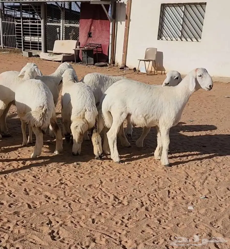غنم نجد وهرافي حريات 5