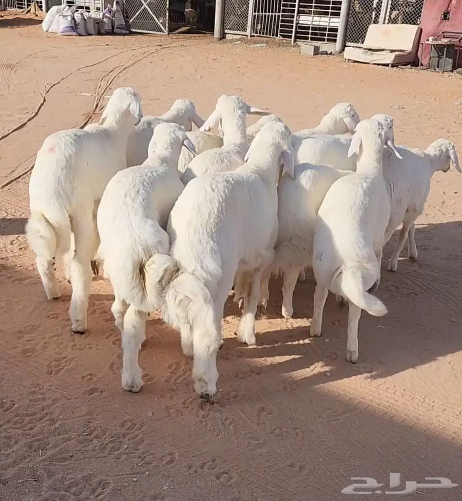 غنم نجد وهرافي حريات 3