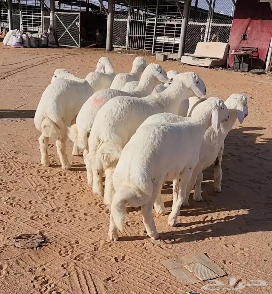 غنم نجد وهرافي حريات 4