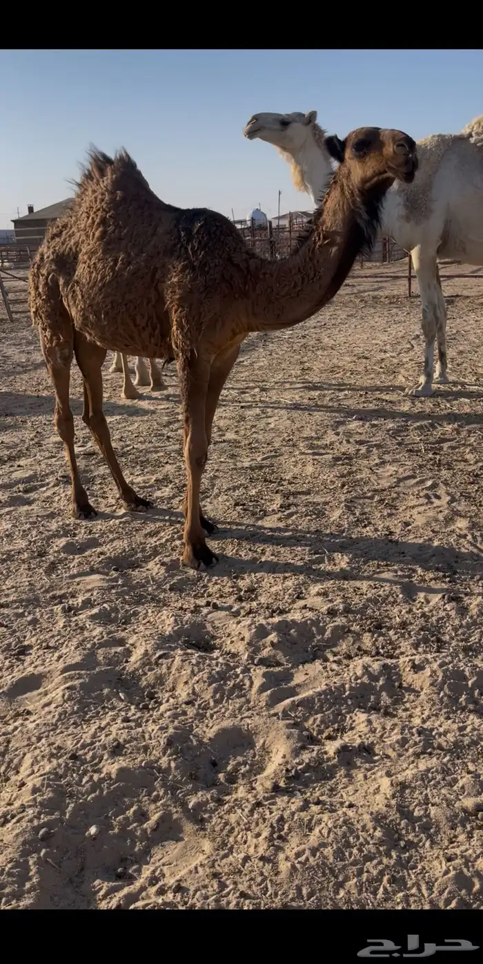 بكره صفرا. (تم البيع ) 0