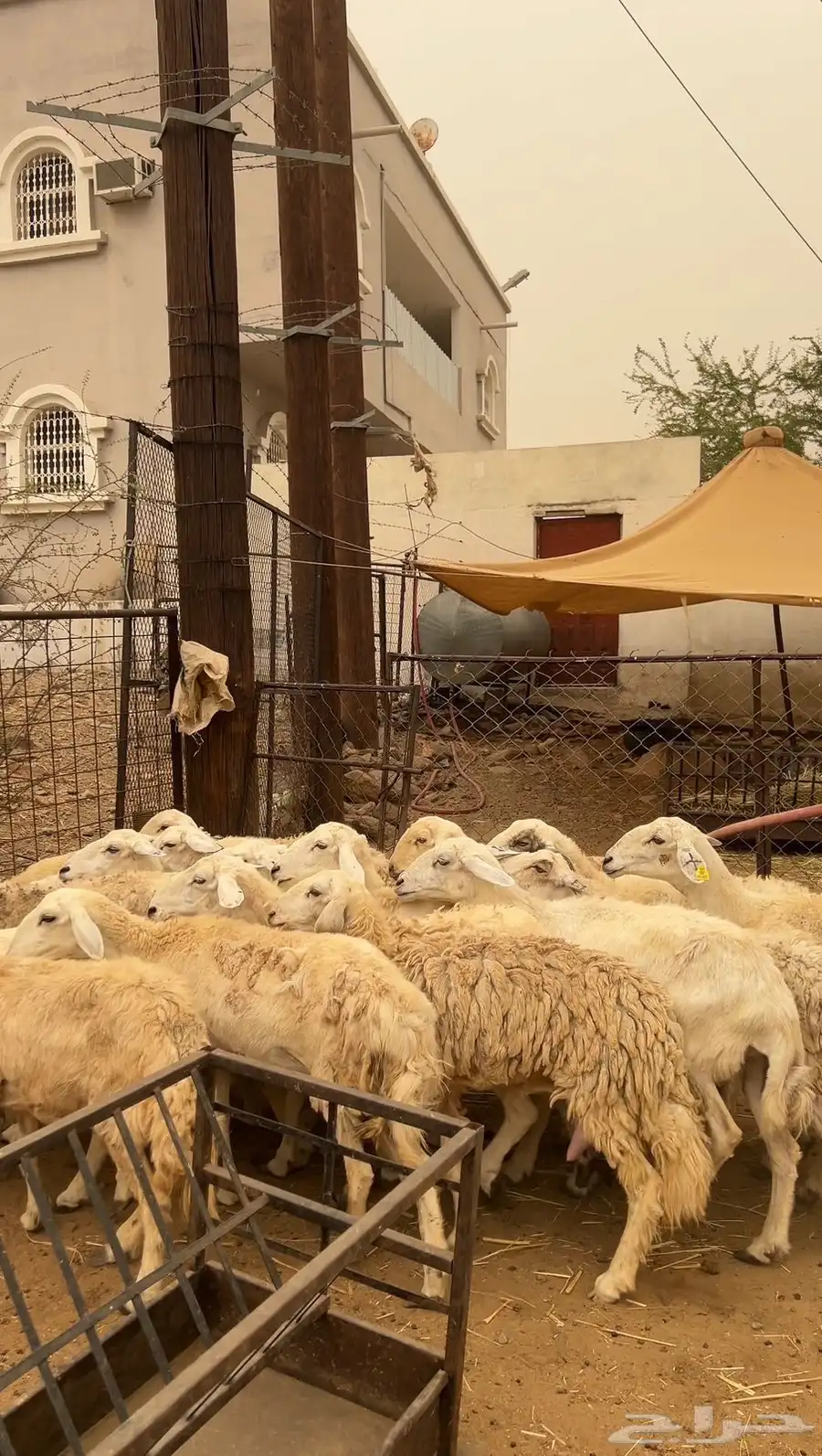 ضان حريات 1