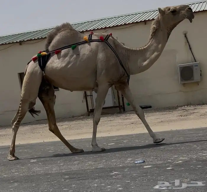 شقحا طيبه جدا خفوت وسليمه العذاريب 0