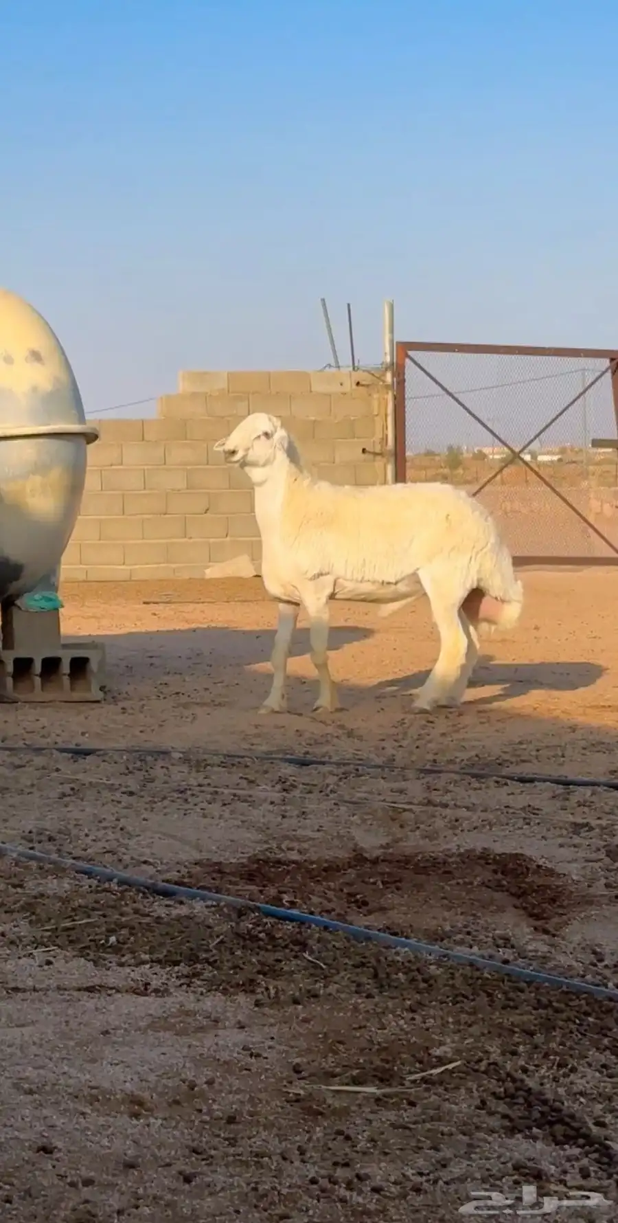 حري جذع العمر 7 شهور و 20 يوم 0