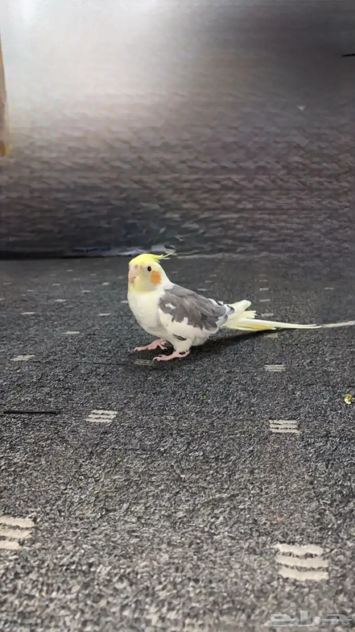 للبيع طيور 3