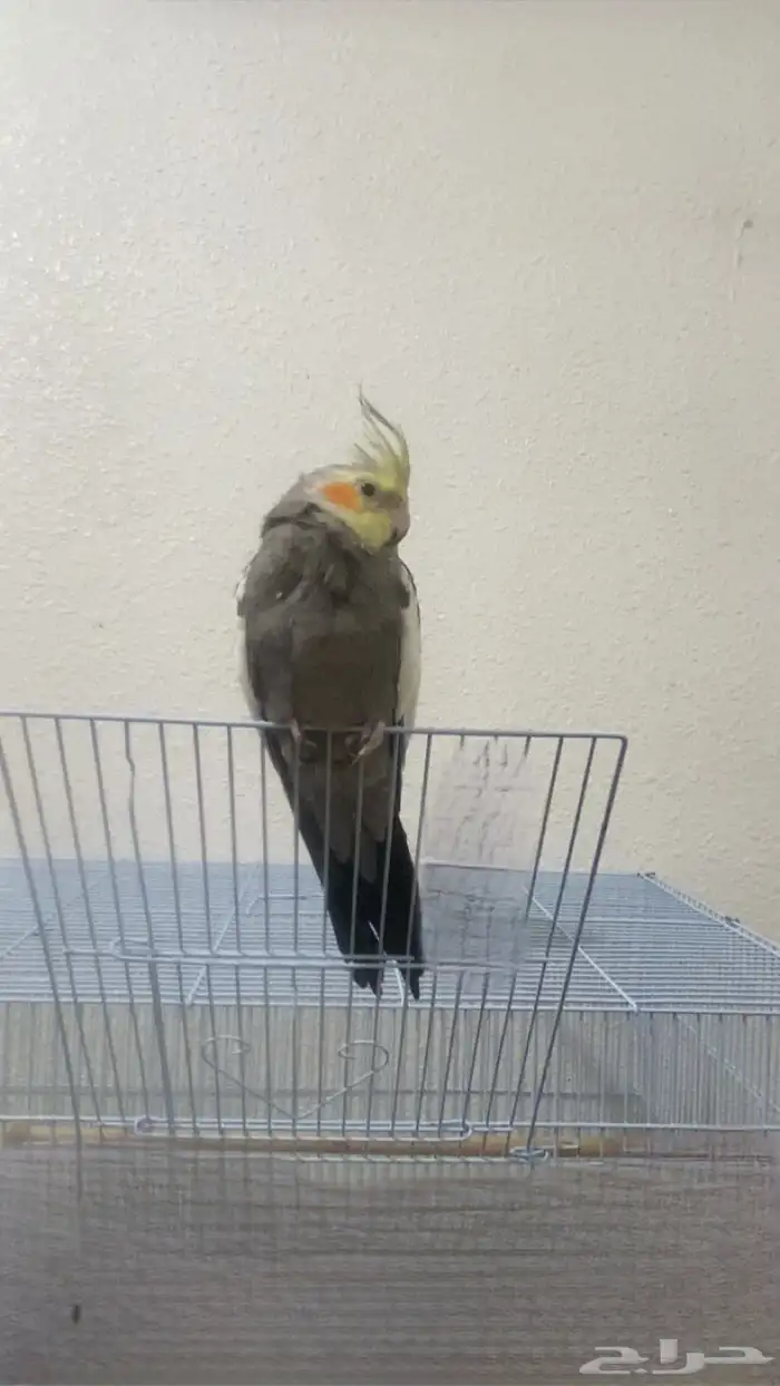 للبيع طيور 1