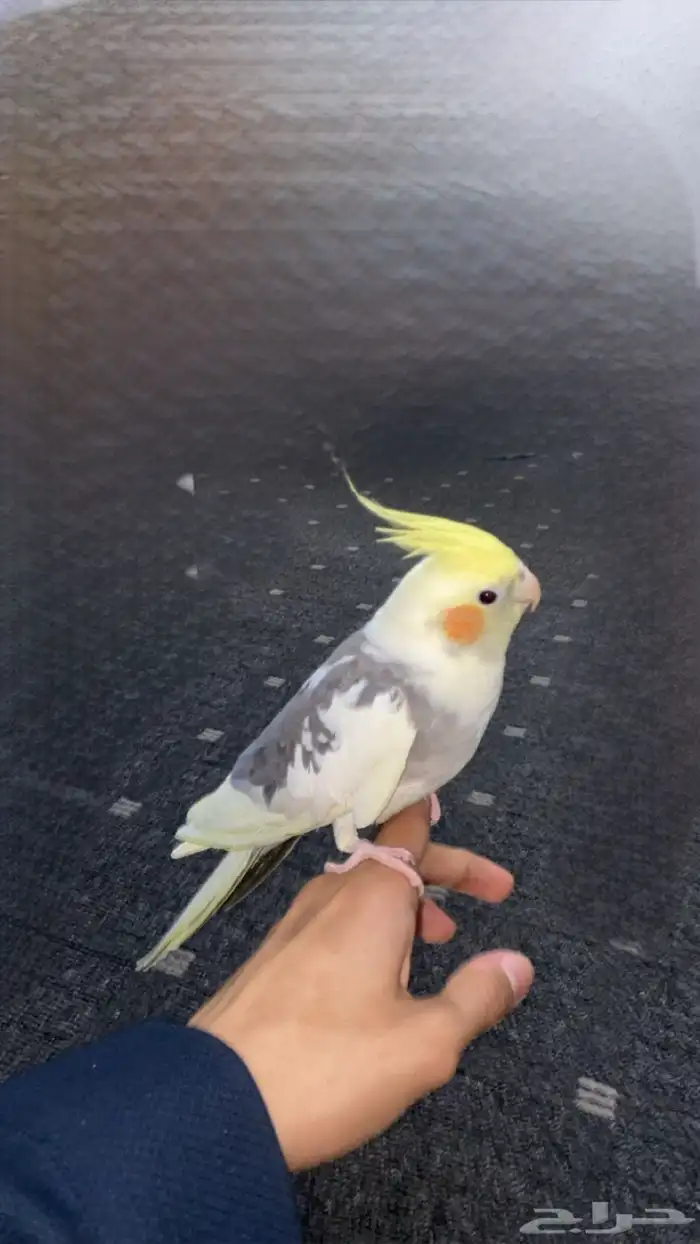 للبيع طيور 4