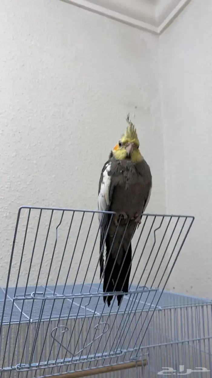 للبيع طيور 0