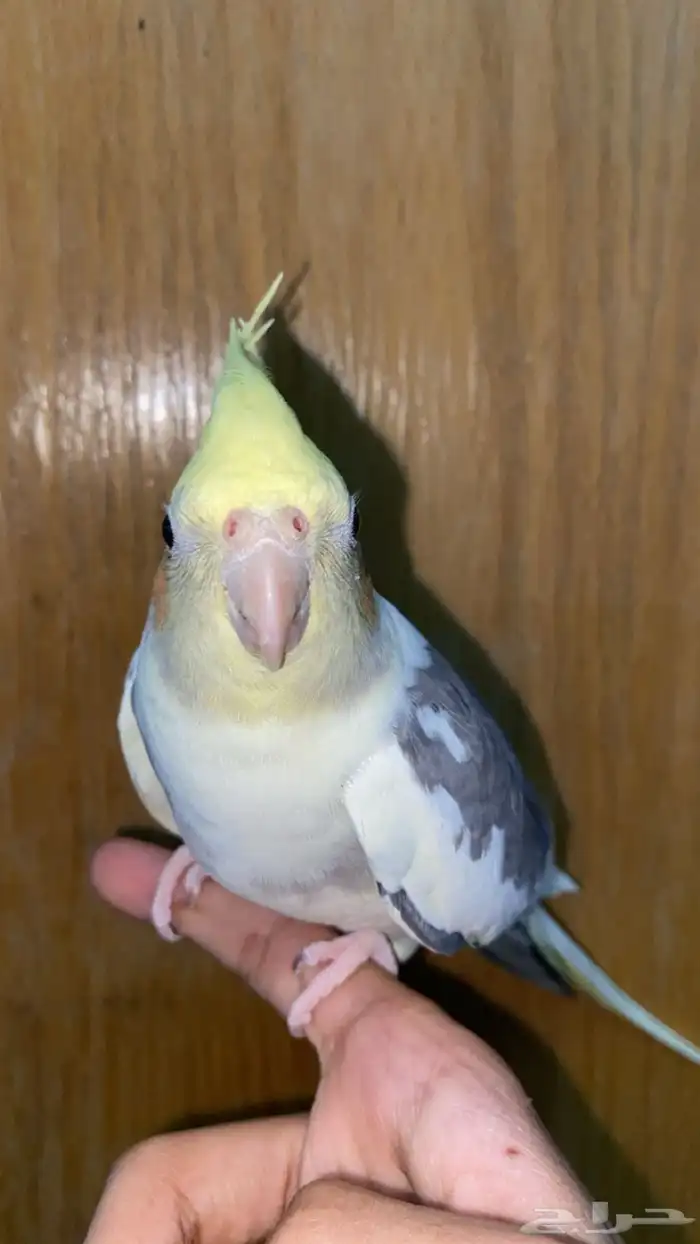 للبيع طيور 2