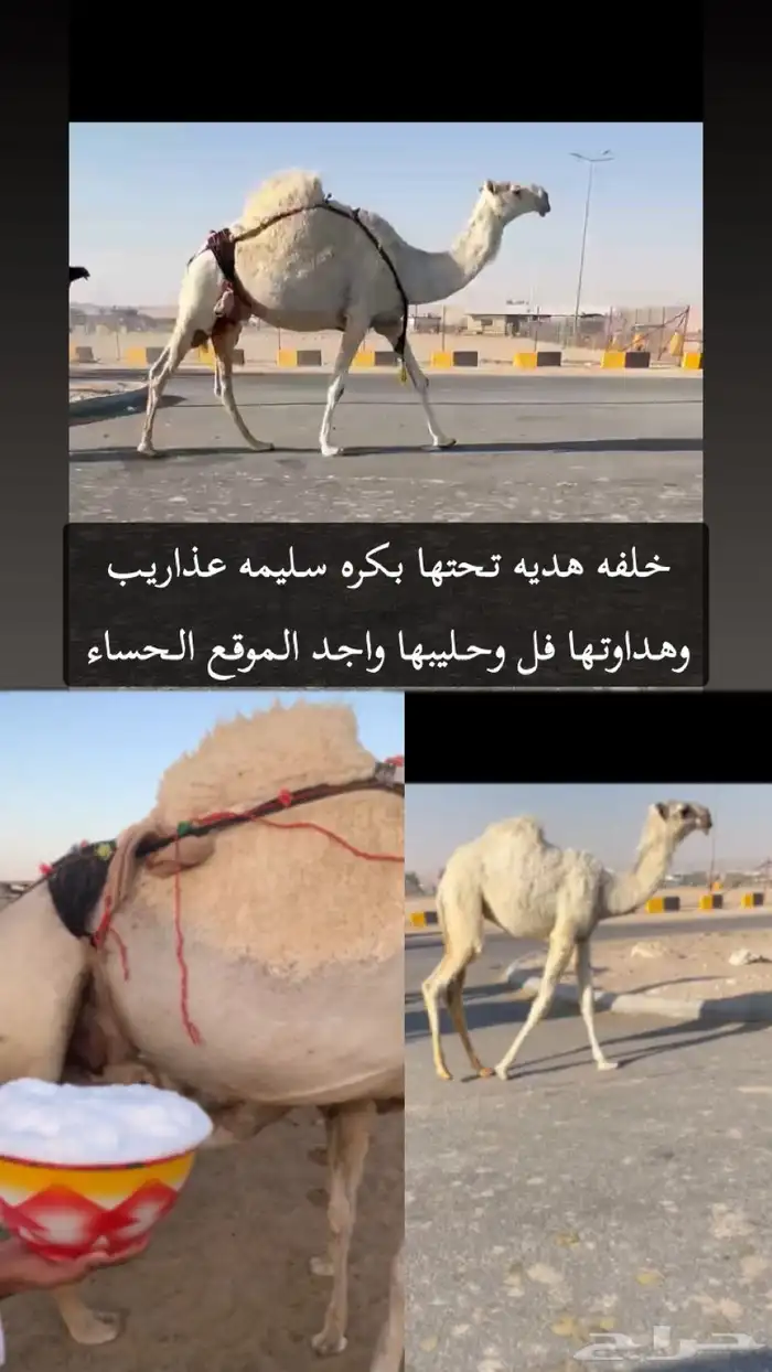 ابل خلفه 0