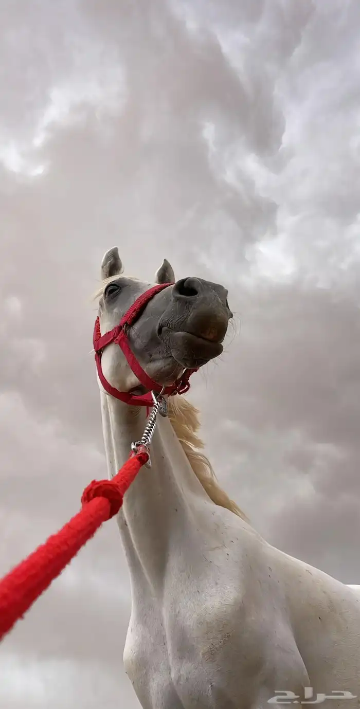 مربط الراحة للخيل العربية الاصيلة 2