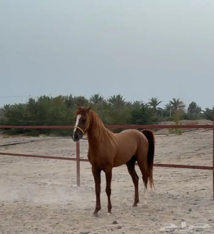 خيل شعبي للبيع 6