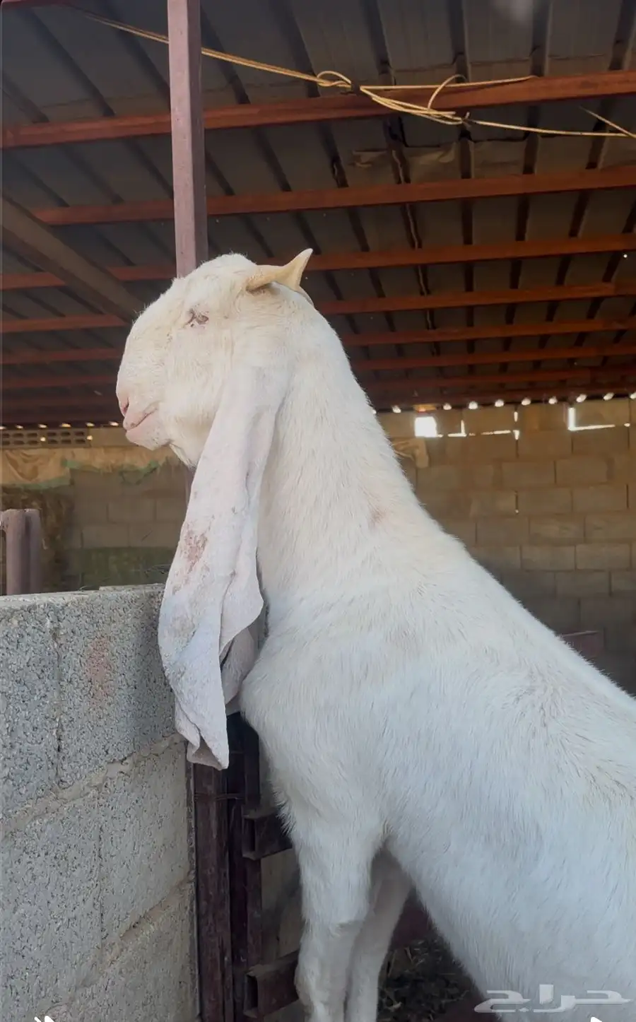 عنز مشروكه 0