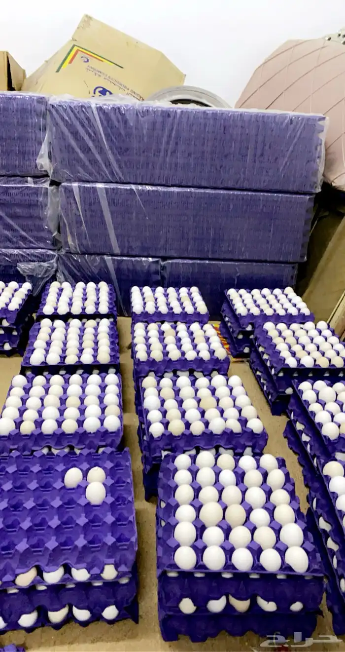 بيض فيومي مشكل مخصب 3