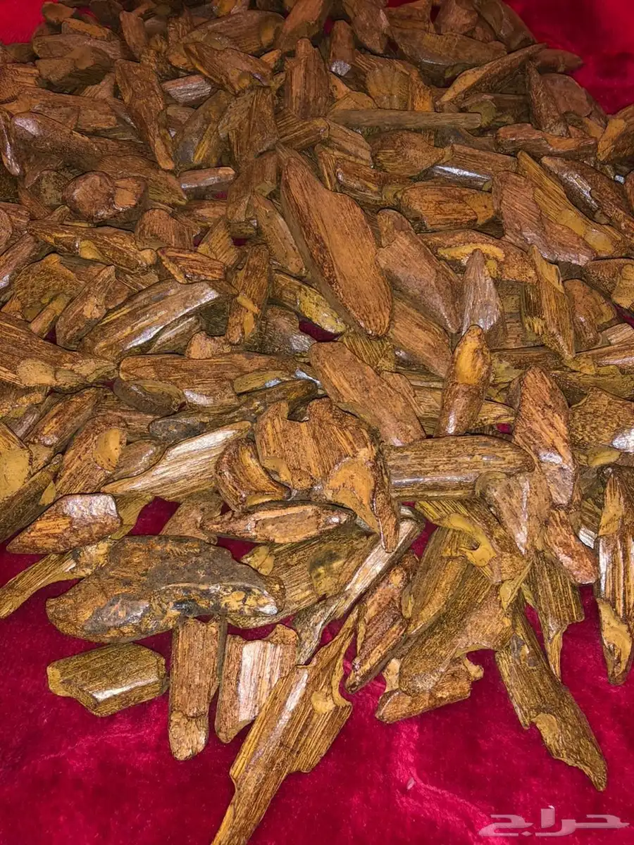 عوده فاخره 0