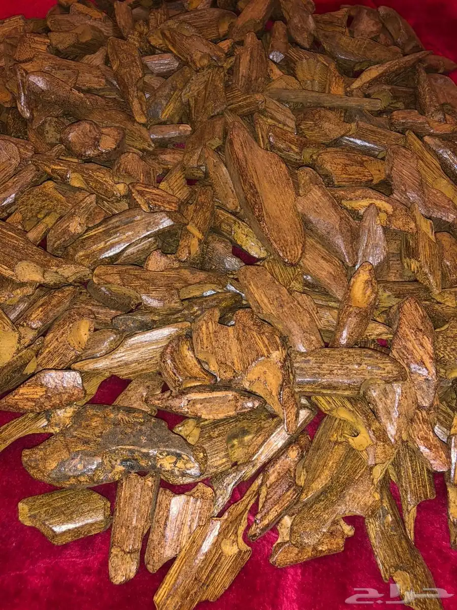 عوده فاخره 1