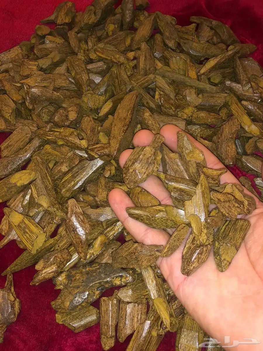 عوده فاخره 2