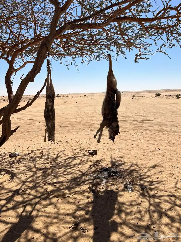 مرشد سياحي الربع الخالي نجران 25