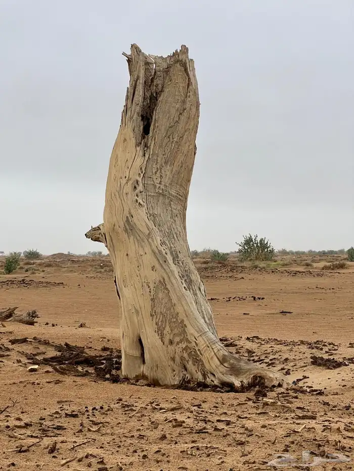 مرشد سياحي الربع الخالي نجران 27