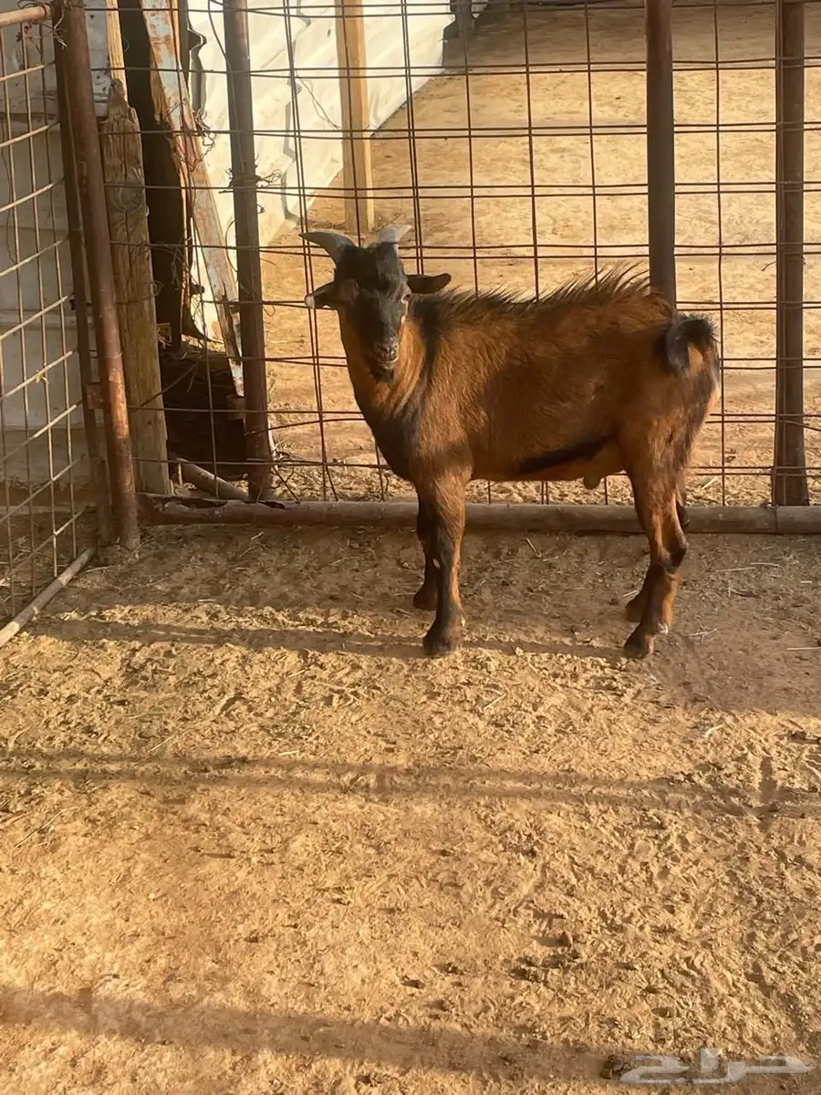 ماعز قزمي 8 شهور 1