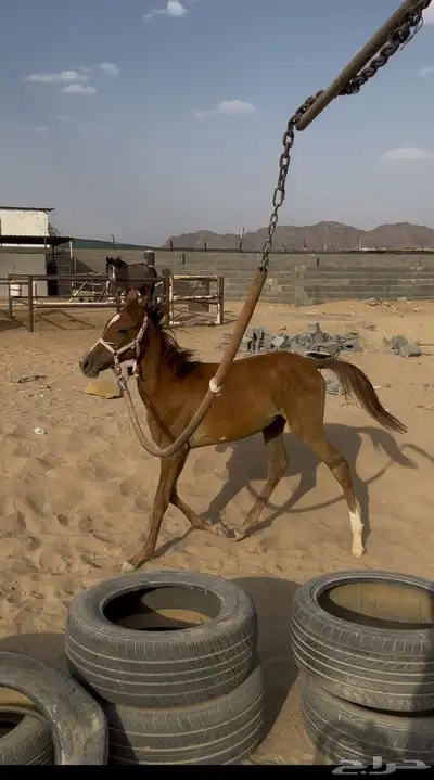 مهر شعبي كفو 6