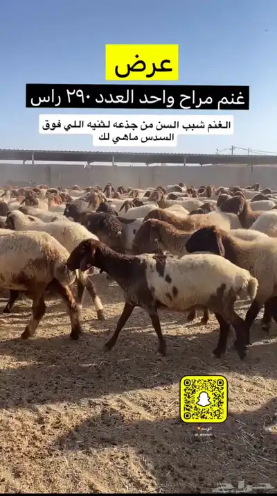 غنم مراح 2