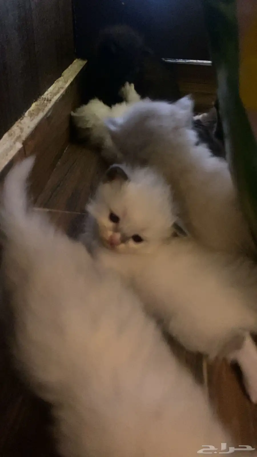 قطط شيرازي للبيع 0