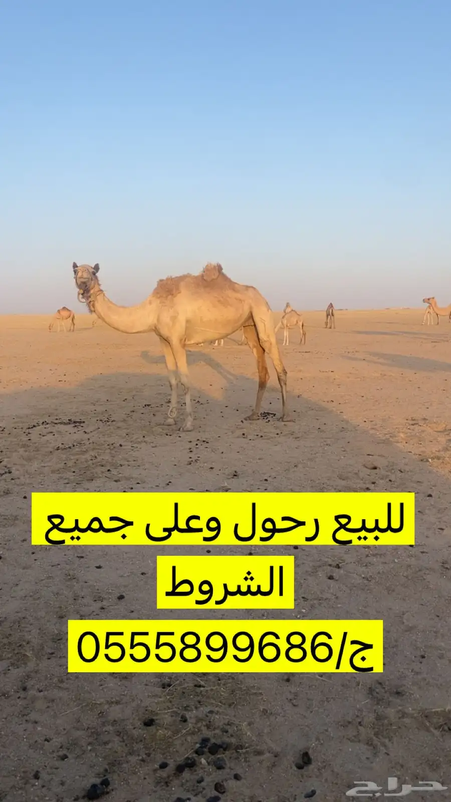 ناقه رحول على جميع الشروط 0