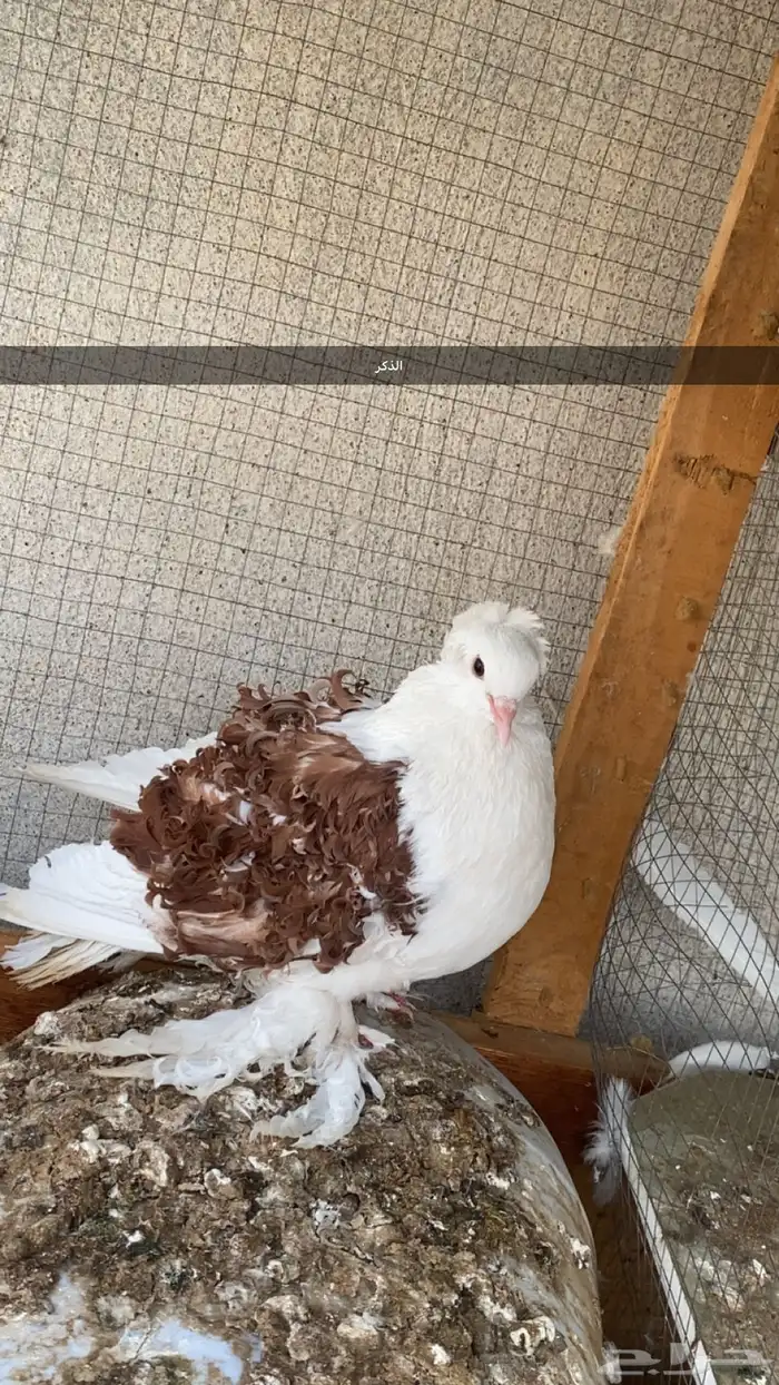 طيور 3