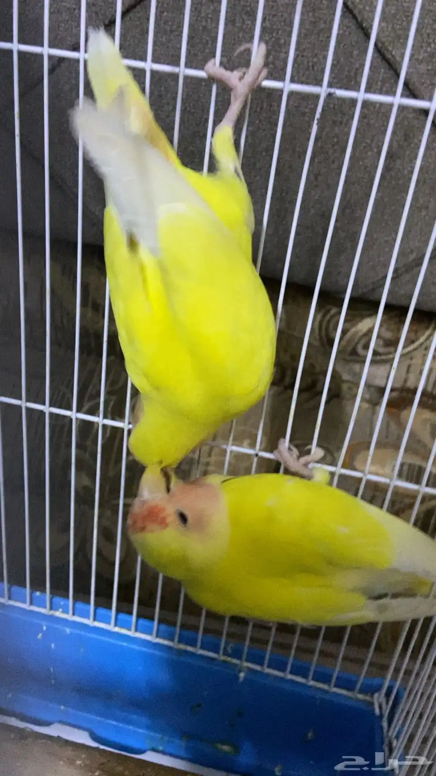 للبيع زوج روز لاتنيو عيون حمر الصحة شرط منتج 0