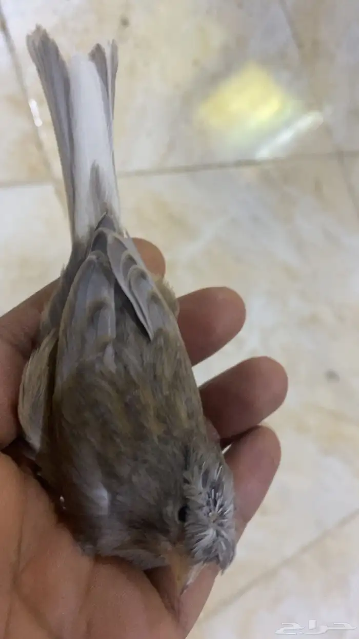للبيع دكر كناري كرست فاتح تغريد 0