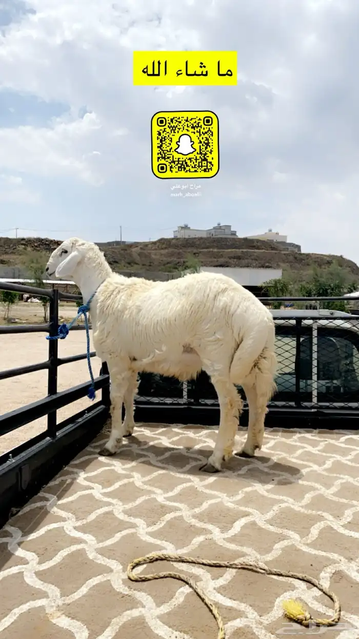 خروف 0
