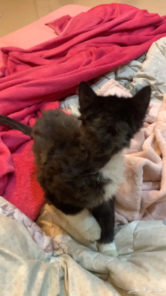 كتن صغيره للتبني-واضح انها حقت بيت ونظيفة جدا 2