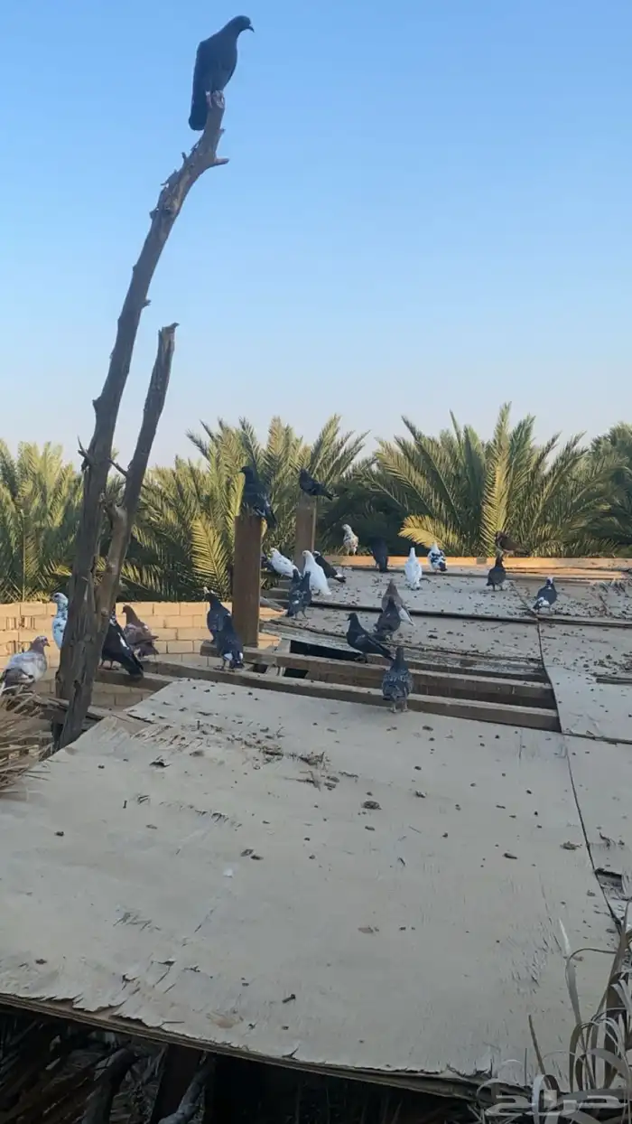حمام كفو بدل ب المناسب 1