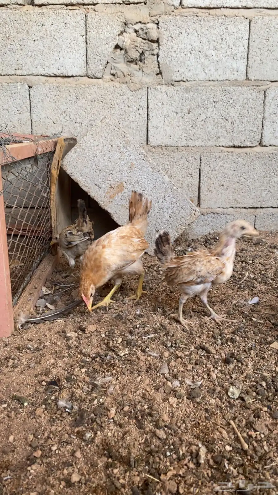 فروخ دجاج بلدي 1