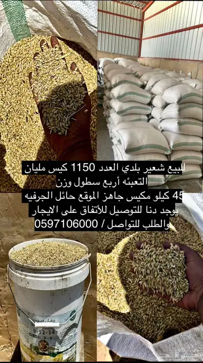 شعير بلدي 0