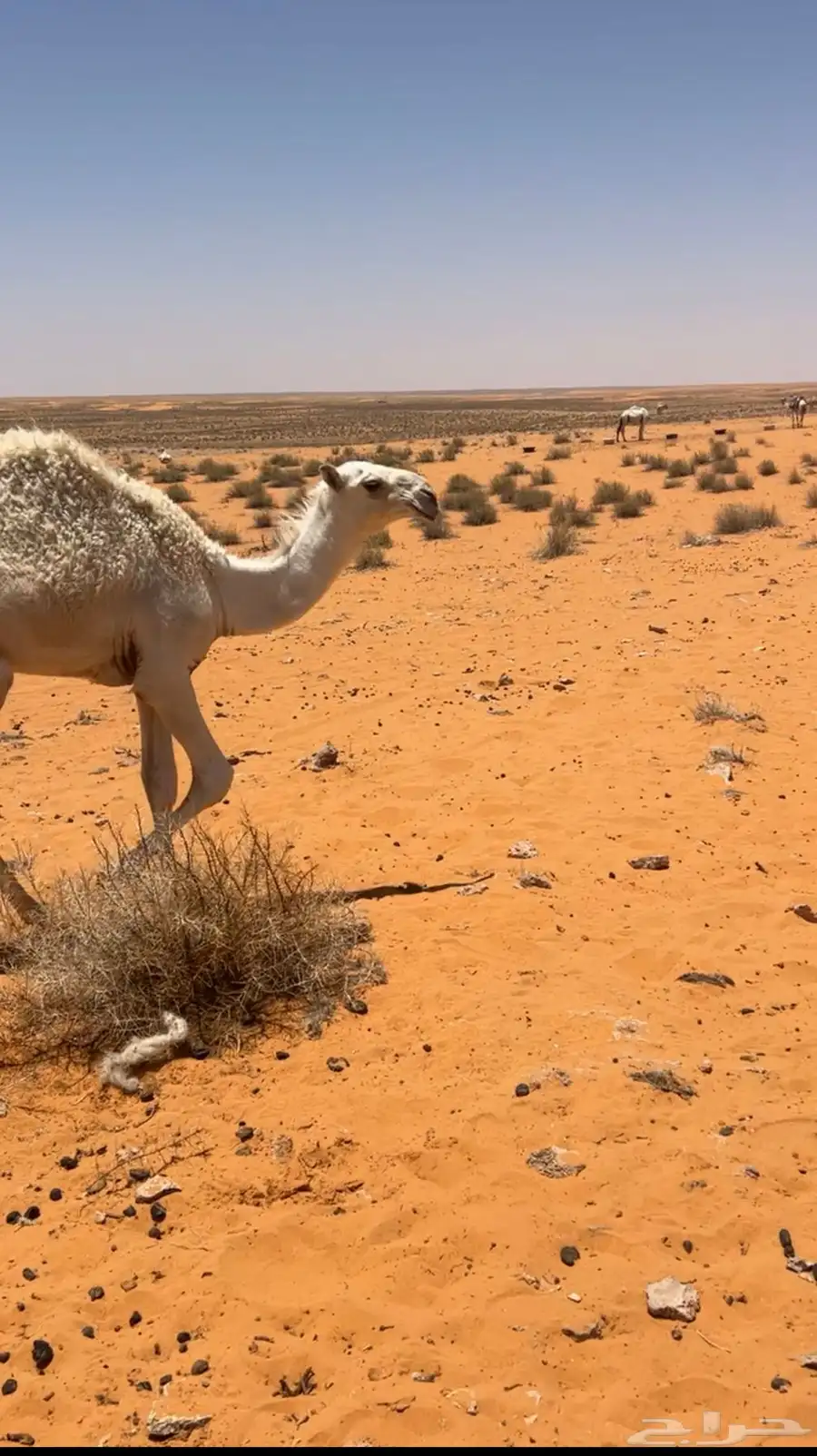 قعود 2