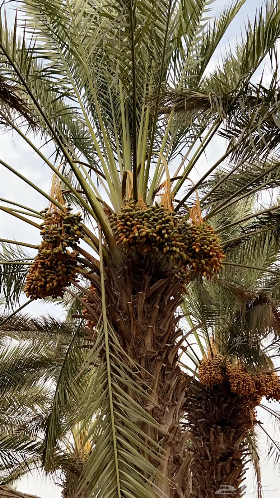 للبيع ثمار نخل في السليل التابع لوادي بن هشبل 10